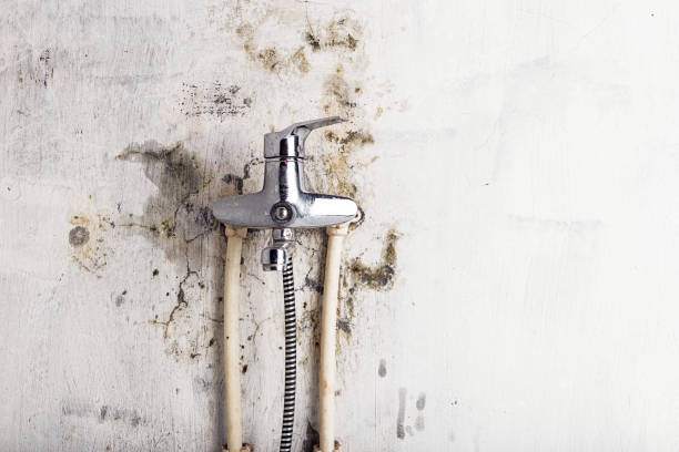 Best Home Mold Removal  in Masontown, PA