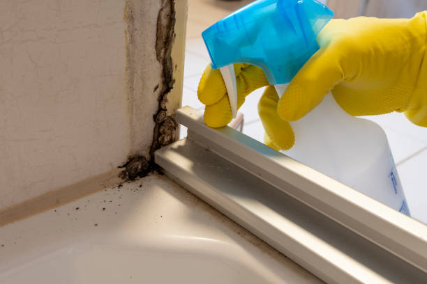 Home Mold Removal in Masontown, PA