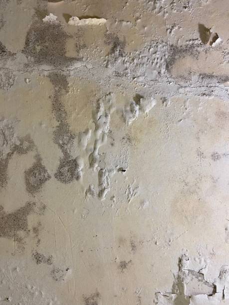 Best Mold Remediation  in Masontown, PA