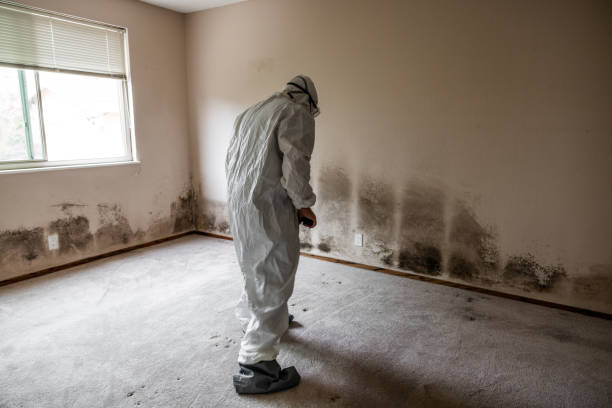Best Mold Remediation Services  in Masontown, PA
